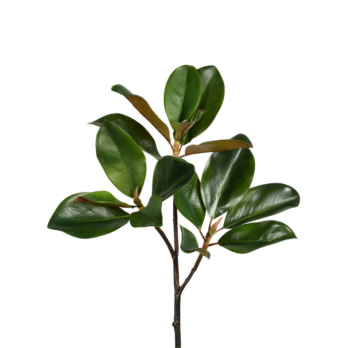 Magnolia Leaf Branch - 24 Inch