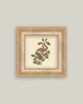 December Berry