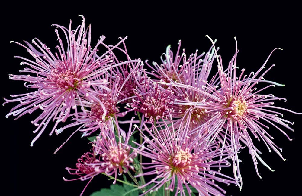 Chrysanthemums : Beautiful Varieties for Home and Garden