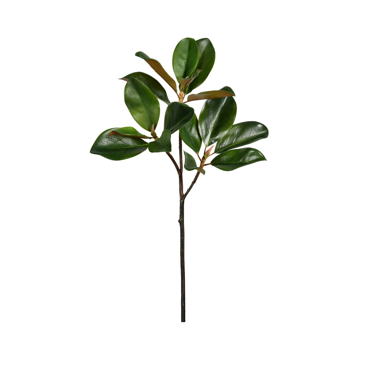 Magnolia Leaf Branch - 24 Inch