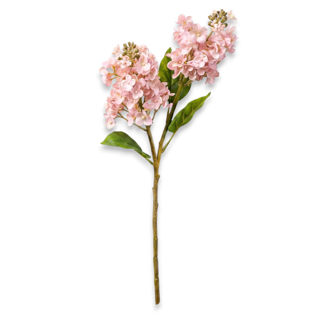 Pink Cone Hydrangea Stem