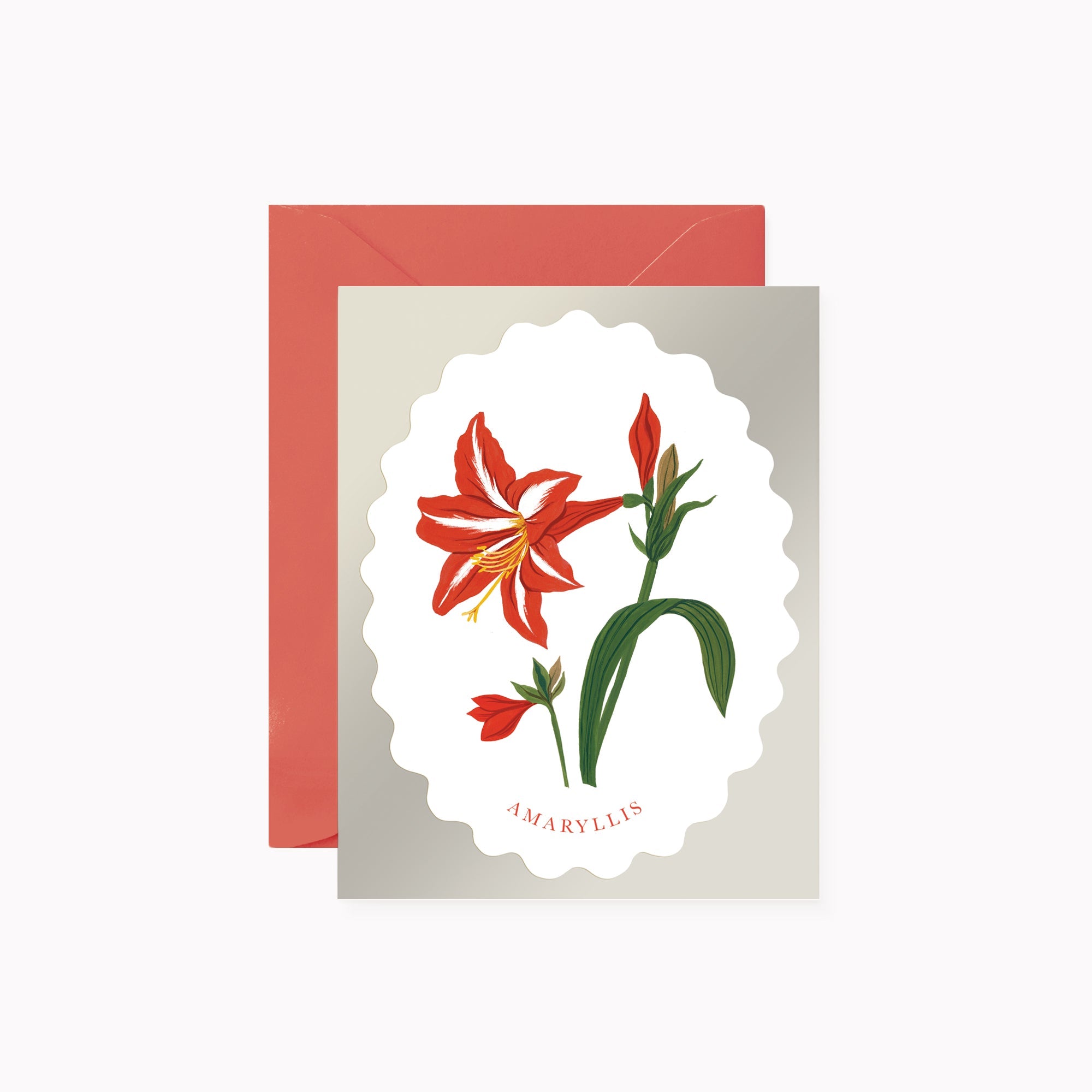 CHRISTMAS AMARYLLIS | greeting card
