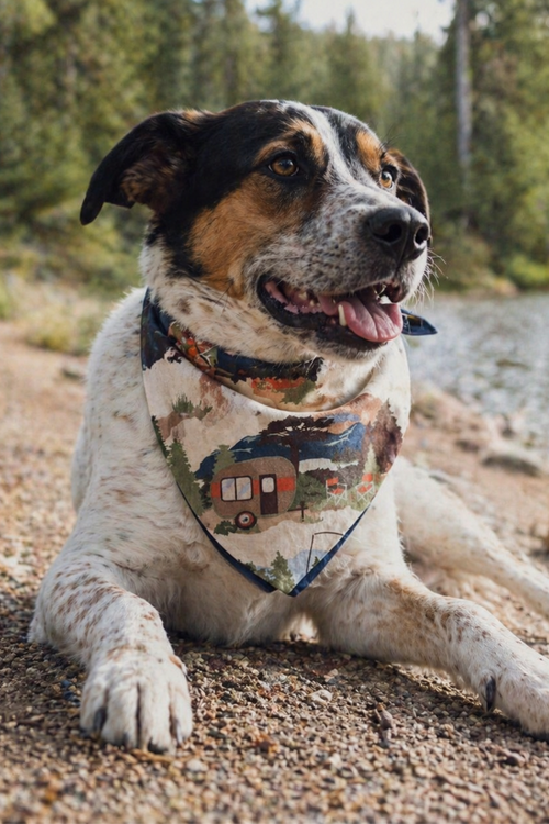 Camping Dog Bandana