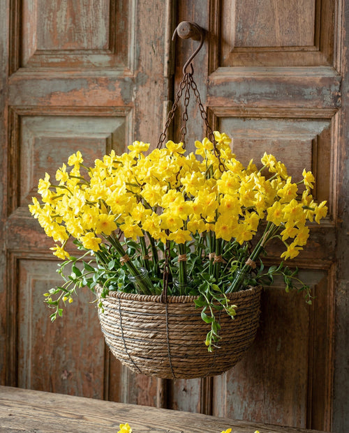 Buttercup Narcissus Flower Bunch