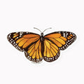 MONARCH BUTTERFLY | CLEAR VINYL STICKER