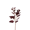 Coleus Stem Burgundy 30 Inch