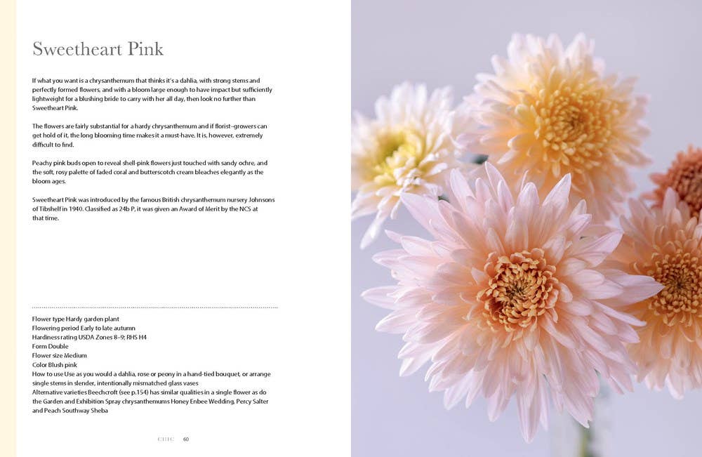 Chrysanthemums : Beautiful Varieties for Home and Garden