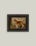 Fox Hound