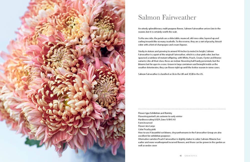 Chrysanthemums : Beautiful Varieties for Home and Garden
