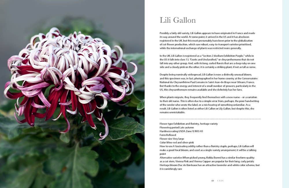 Chrysanthemums : Beautiful Varieties for Home and Garden