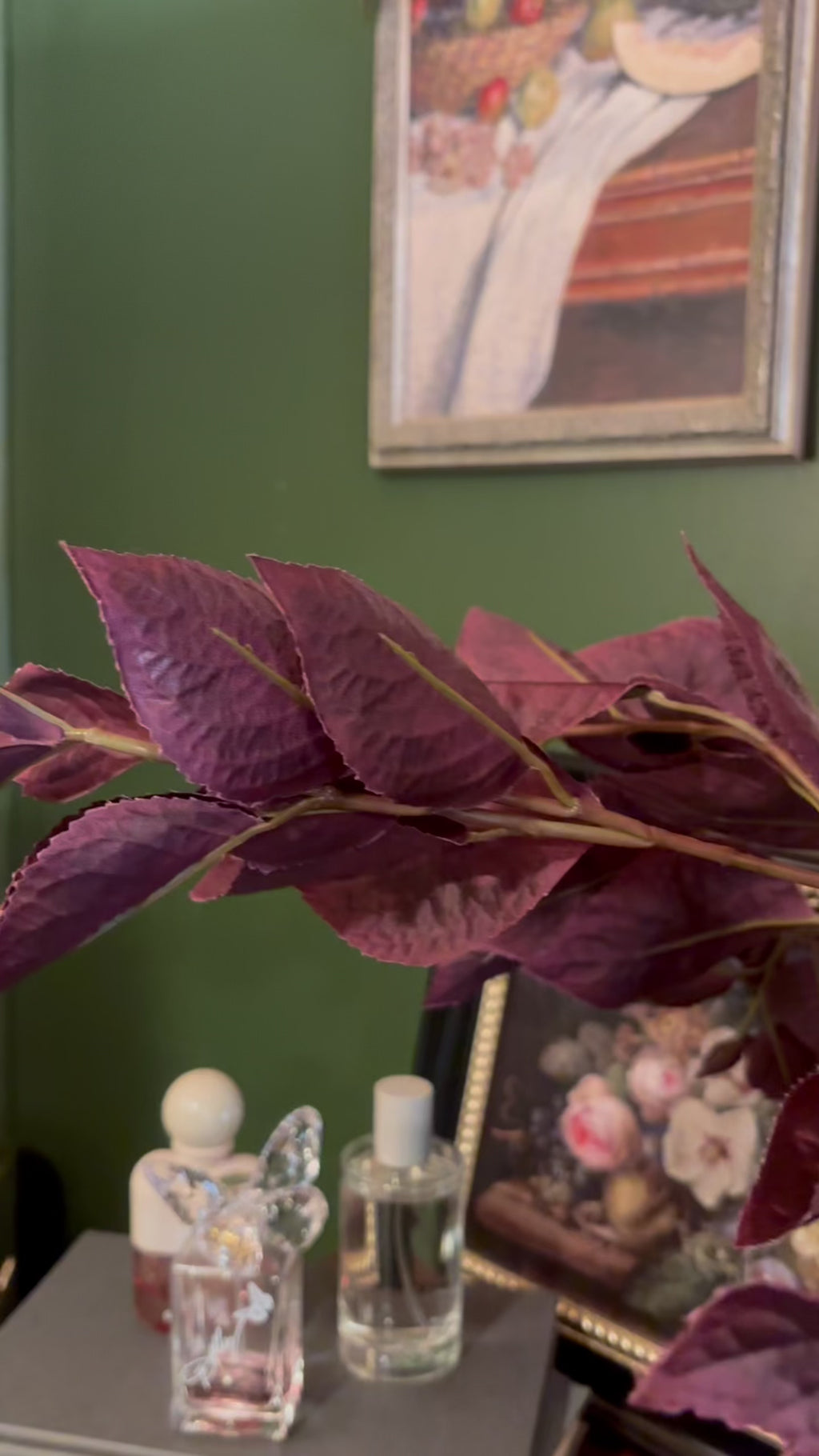 Coleus Stem Burgundy 30 Inch