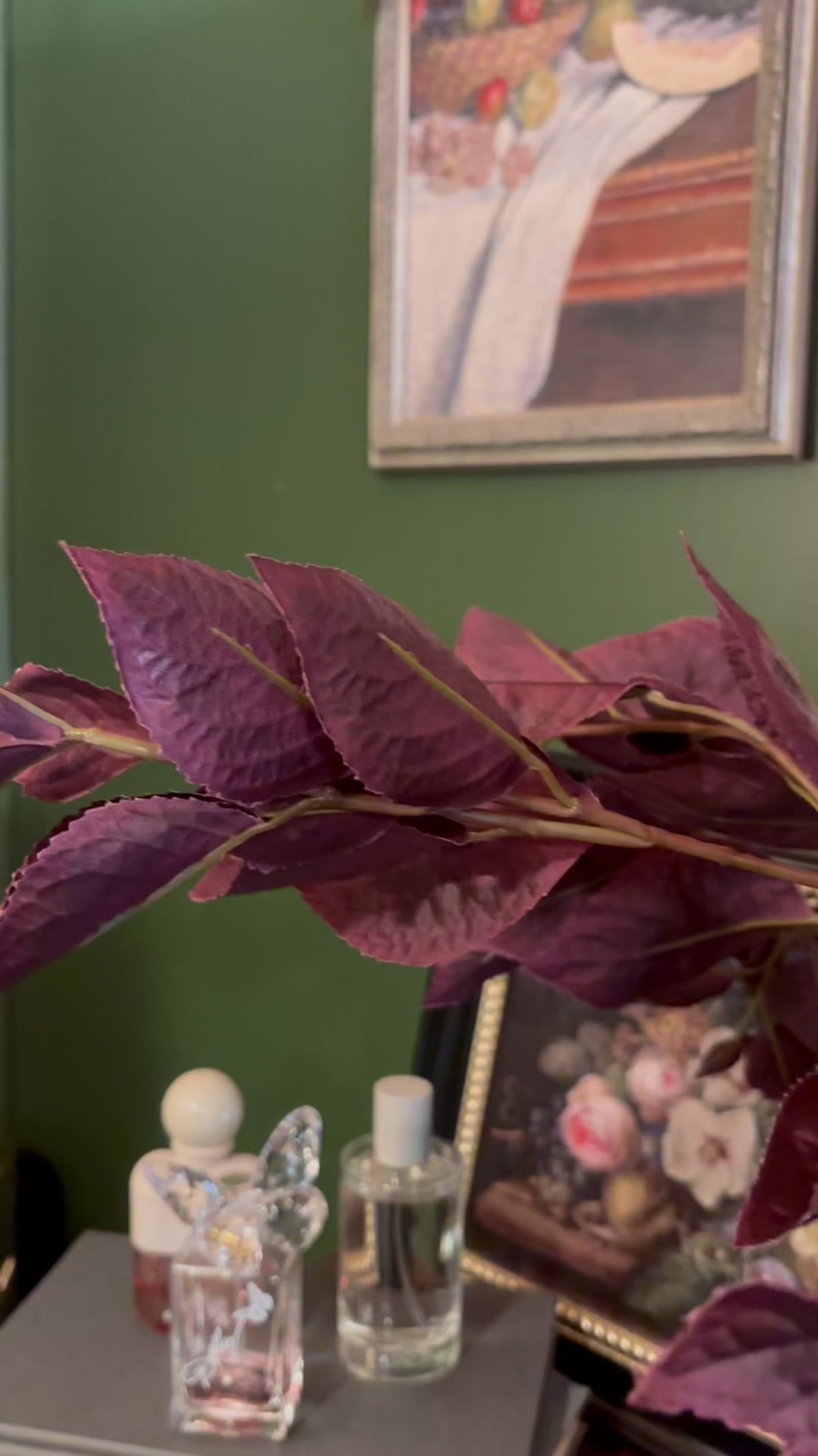 Coleus Stem Burgundy 30 Inch